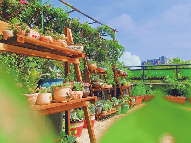 （转载）花园阳台 扮靓蓉城