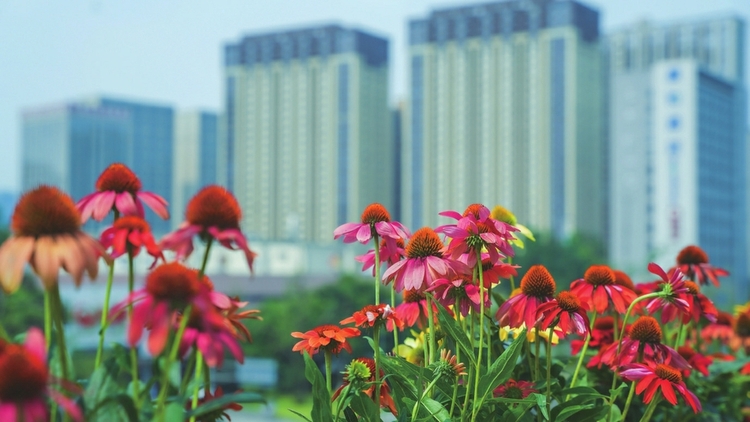 （转载）花园阳台 扮靓蓉城