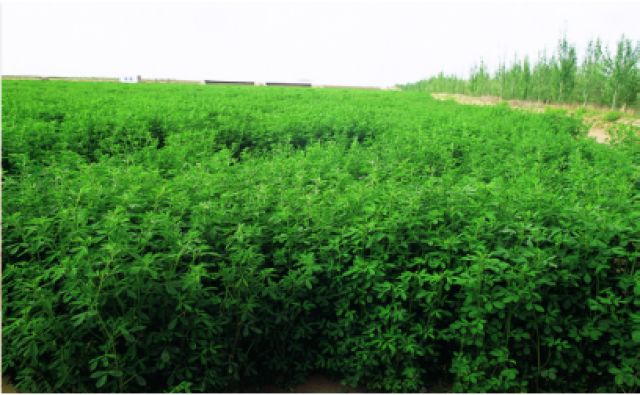 解析世界防治荒漠化的“中国方案”——库布其模式