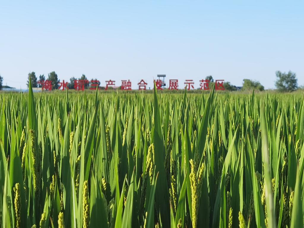 唤醒“沉睡”的资源——我国盐碱地综合利用进入快车道