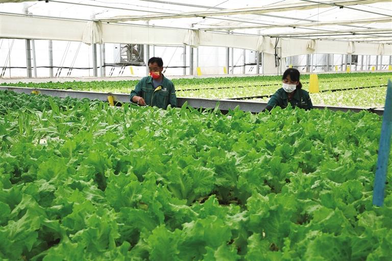 【开发区】兰州新区全力向国家级农业现代化示范区迈进_fororder_2