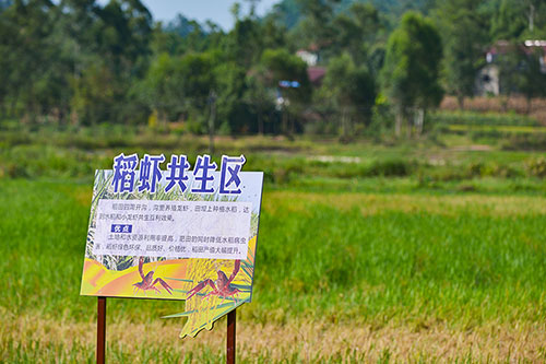 自贡市荣县1000亩种粮大户郭长春循环种养稻药稻虾赚150万元_fororder_4稻虾种养基地