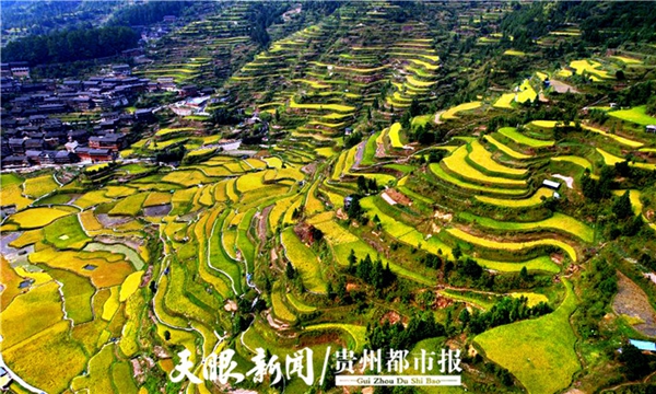 又到一年秋收季 黔东南西江千户苗寨“丰”景美如画_fororder_222