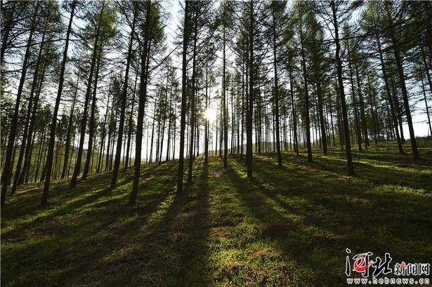 【大河之北·森林草原篇】山野新绿