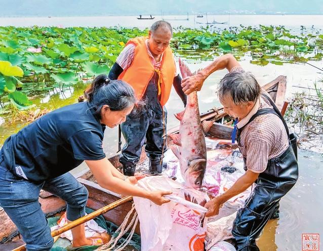 红河石屏：捕控杂食性鱼类改善异龙湖生态_fororder_92