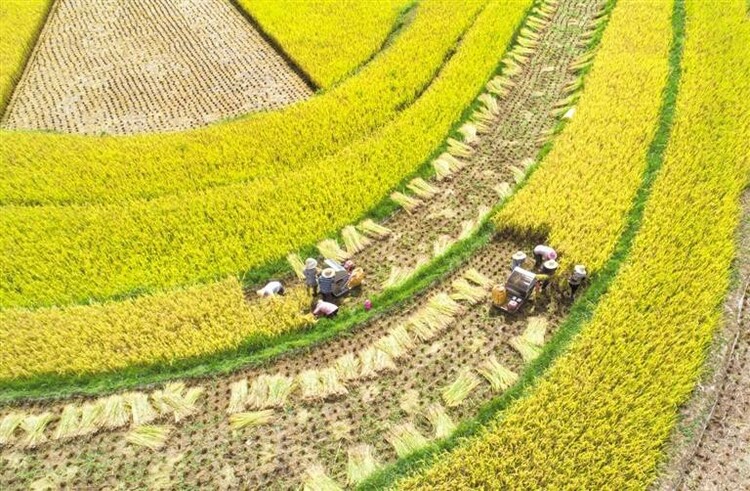 黔贵大地秋收忙_fororder_中首