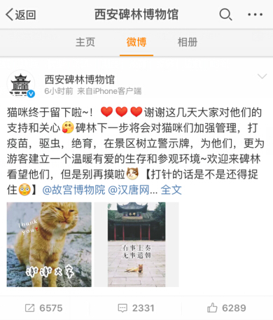 焦点图：“网红喵”伤人遭驱逐？西安碑林回应：猫咪不走啦