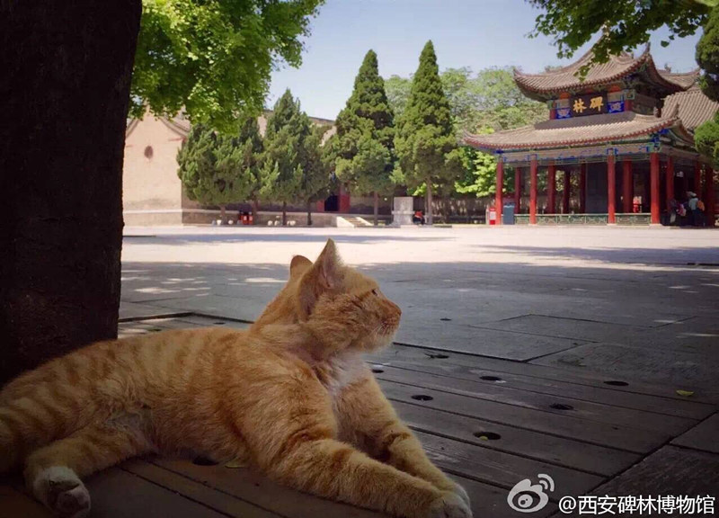 焦点图：“网红喵”伤人遭驱逐？西安碑林回应：猫咪不走啦
