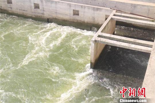 数万斤鱼洄游产卵遭哄抢 襄阳疏散聚集大坝鱼群