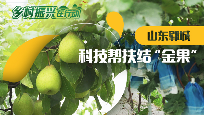 乡村振兴在行动 | 山东郓城：科技帮扶结“金果”