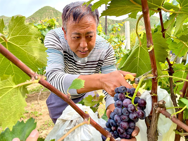 榆林市横山区石湾镇：葡萄“串”起村民的甜蜜生活_fororder_微信图片_20220906133706