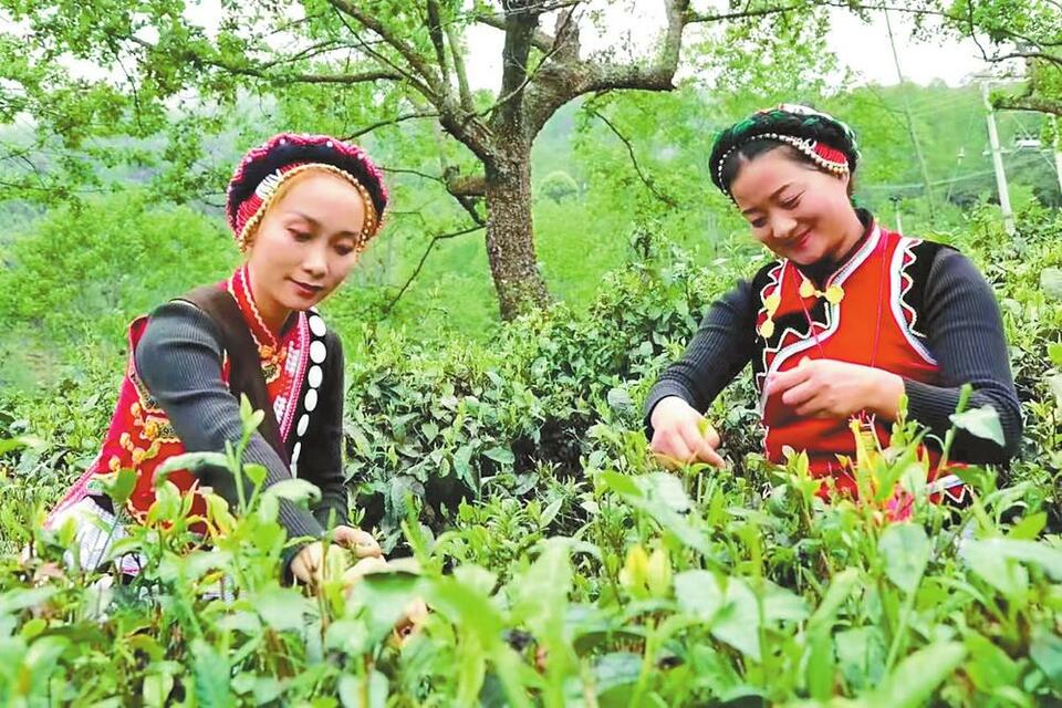 怒江福贡：茶叶铺就增收路_fororder_f07