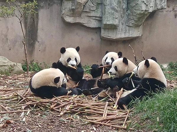 别担心！静下来的斧头山 大熊猫依旧幸福_fororder_园区内的大熊猫正在进食-供图-成都大熊猫繁育研究基地