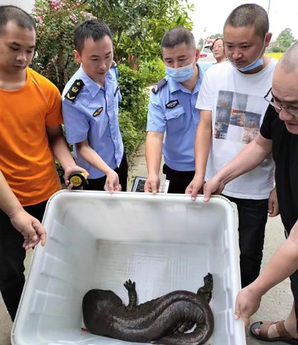 百日行动 | 广汉：30斤重的娃娃鱼两次搁浅 警民携手相继两次成功救助_fororder_QQ图片20220908135003