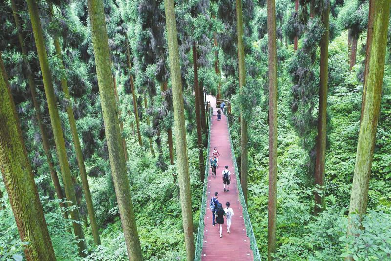 （转载）关注森林 四川正在做什么