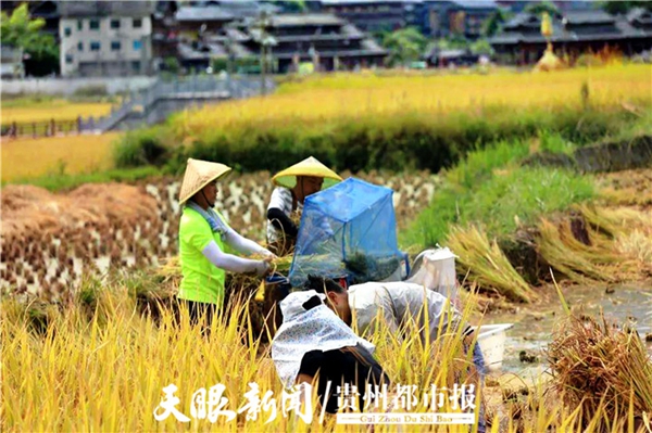 又到一年秋收季 黔东南西江千户苗寨“丰”景美如画_fororder_4444