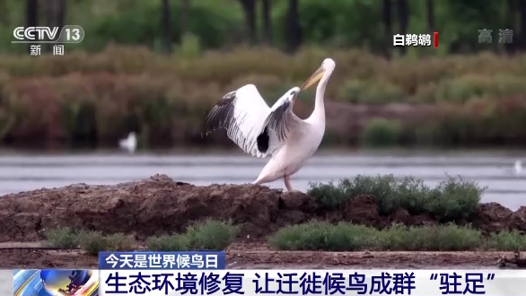 世界候鸟日丨我国生态环境持续改善 吸引候鸟驻足“加油”