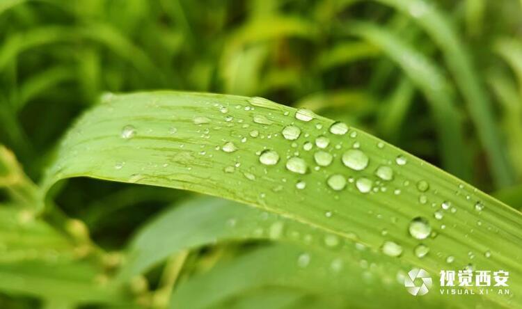 【中首 陕西 图】秋雨园景美如画