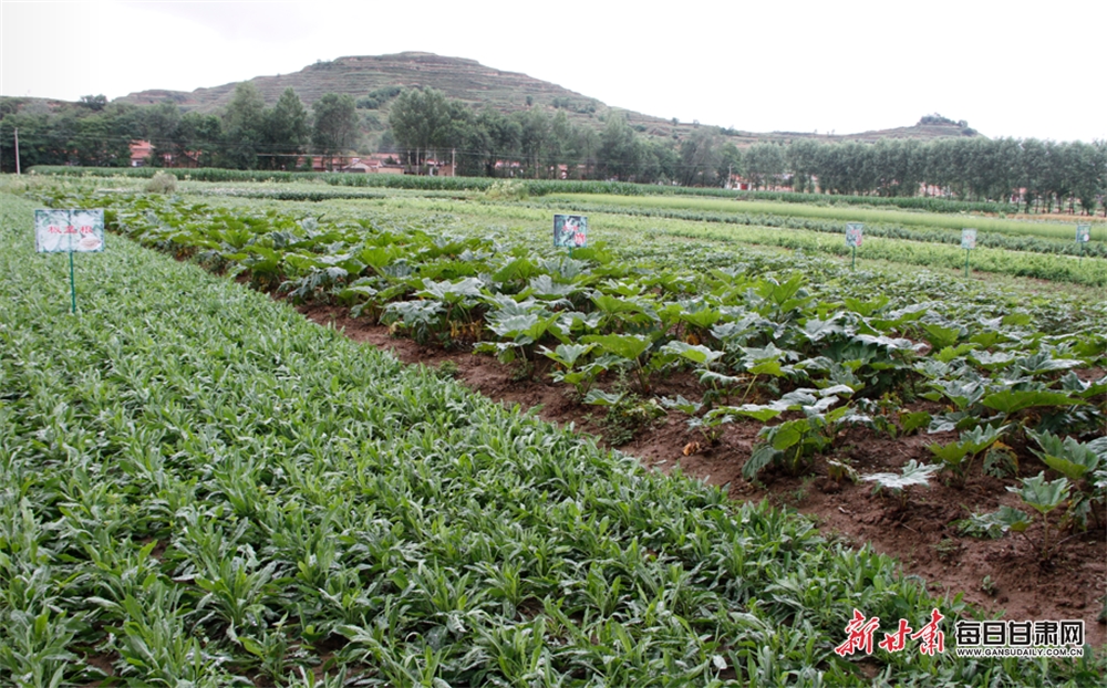 【平凉】平凉华亭：药材种植绿了山川富了一方_fororder_1