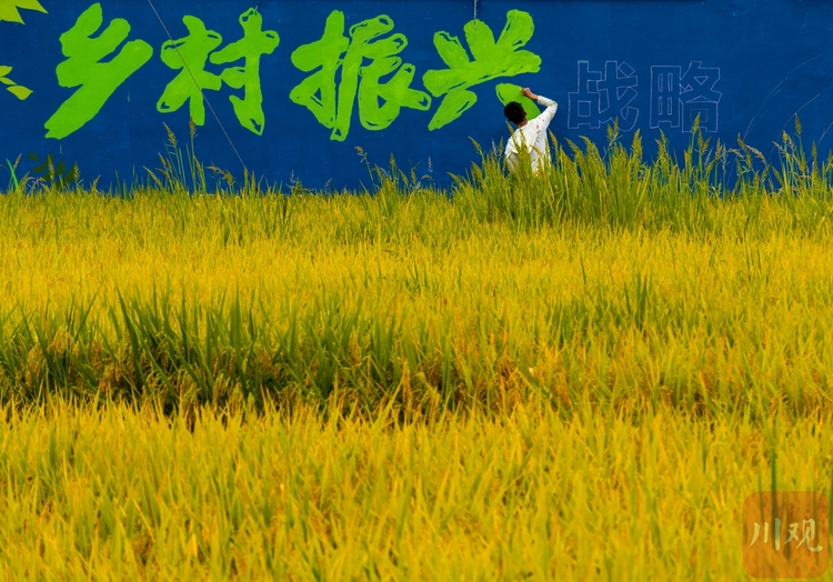 （转载）金秋稻谷黄 农民抢收按下“加速键”