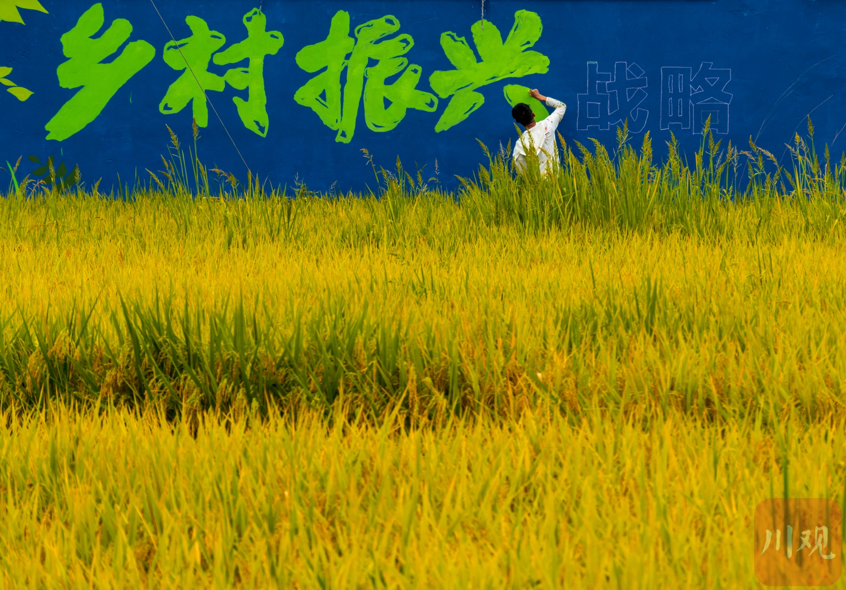 （转载）金秋稻谷黄 农民抢收按下“加速键”