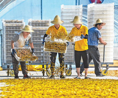 小黄花 大产业