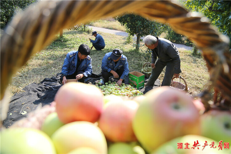 河北迁安：苹果飘香挂满枝 映红百姓增收路