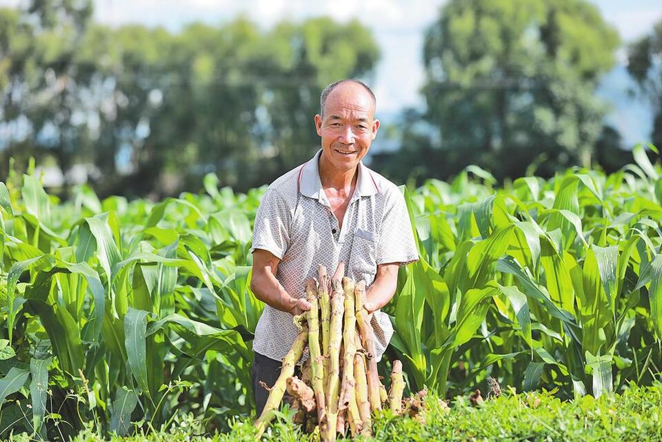 大理巍山：烟田也种粮 农民增收致富新篇章_fororder_52