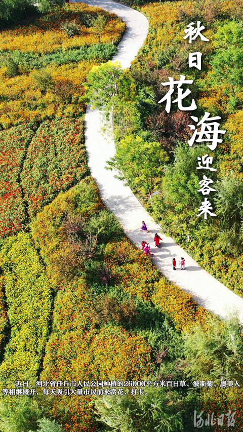河北任丘：秋日花海迎客来