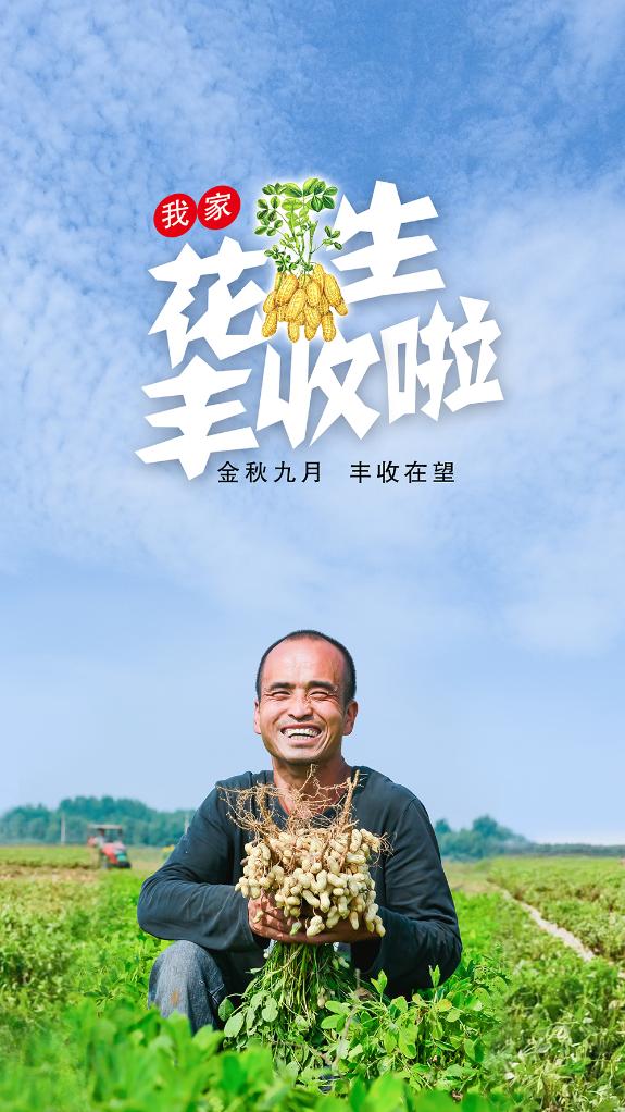 河北滦州：花生种出“新天地”