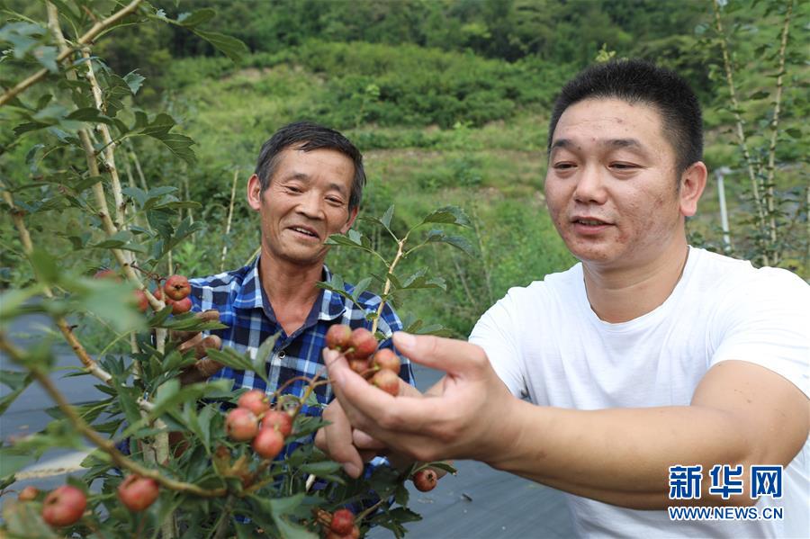 安康：特色产业铺就致富路