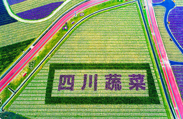 农民丰收节全国主会场选址成都 公园城市农业农村现代化新颜焕发_fororder_天府蔬香现代农业产业园-供图-彭州市委宣传部