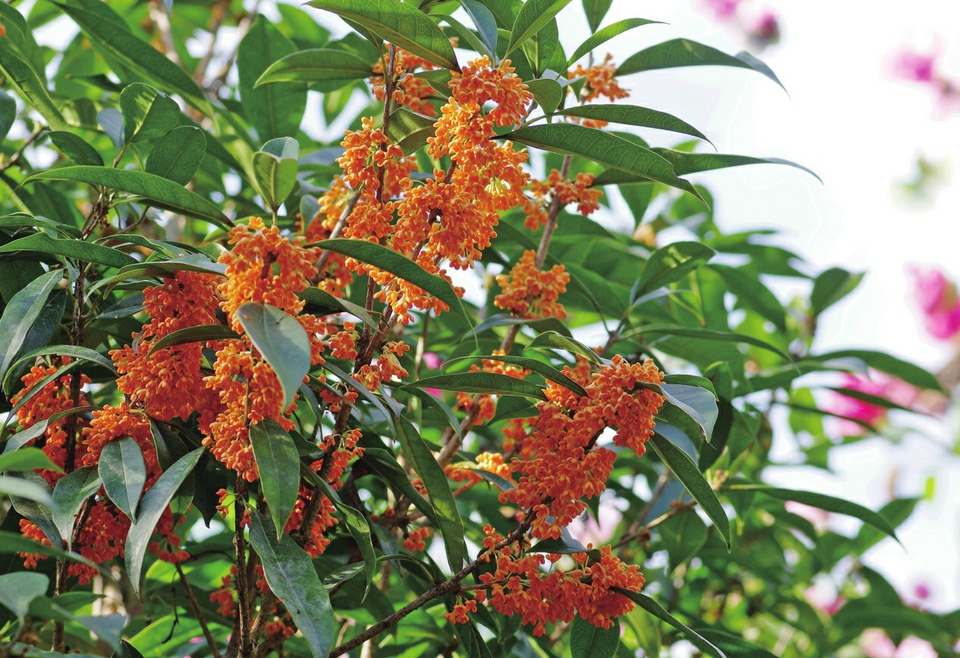 （转载）桂花飘香 烟火成都超级“甜”