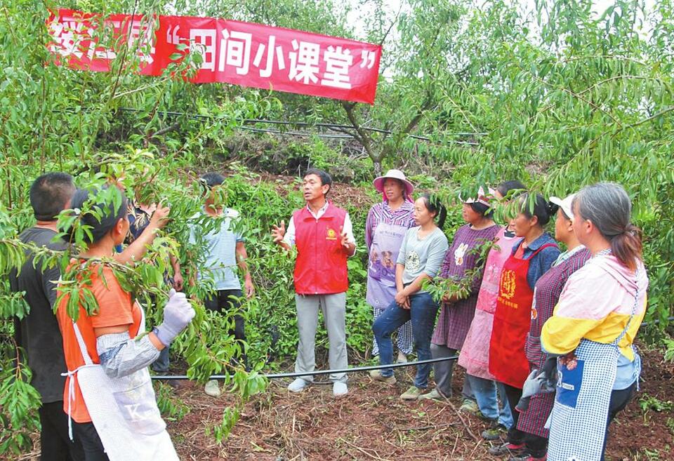 昭通绥江：农业科技送到田间地头_fororder_9