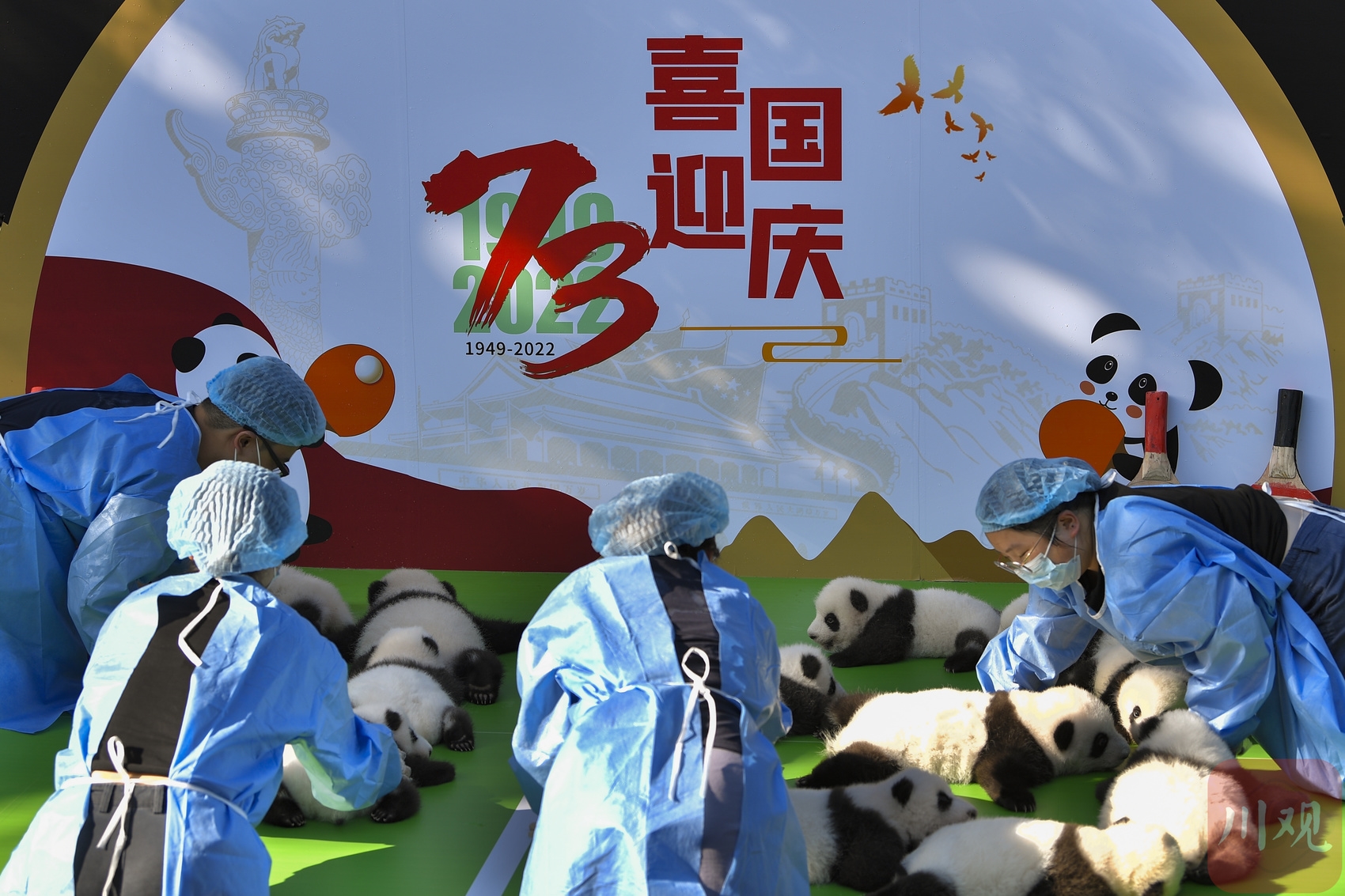 （转载）萌翻全场！“2022级“新生大熊猫宝宝集体亮相