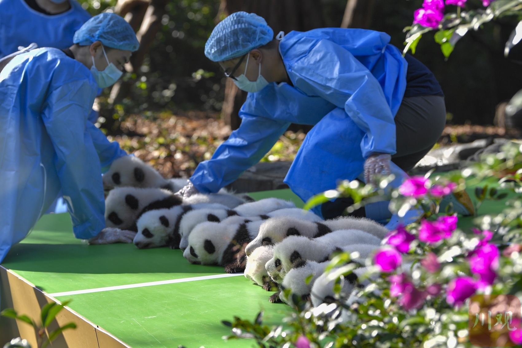 （转载）萌翻全场！“2022级“新生大熊猫宝宝集体亮相