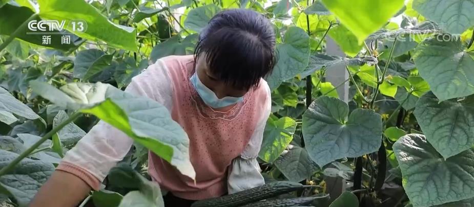 国庆假期临近 各地粮油肉蛋菜供应充足 居民消费需求有坚实物质保障