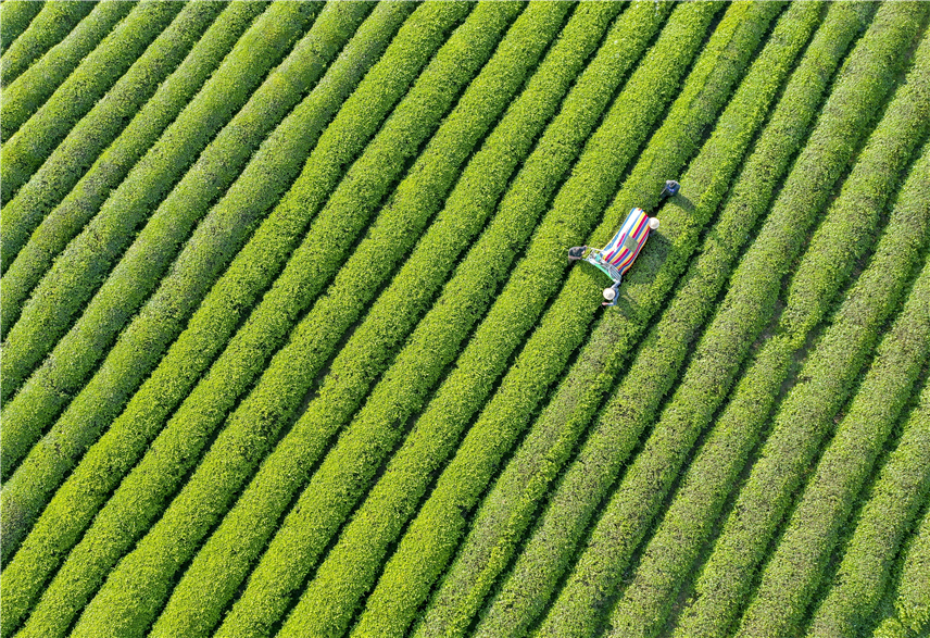 [Traveling along Yangtze River in Hubei]  Fresh Tea Comes from Green Hills and Clean Water_fororder_图片5