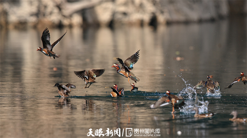 铜仁碧江：鸳鸯成群聚 越冬大峡谷