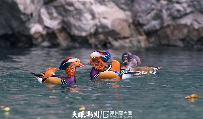 铜仁碧江：鸳鸯成群聚 越冬大峡谷