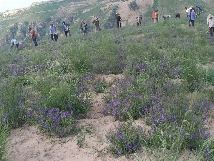 榆林市横山区：引进企业种药材 联农带农效益好_fororder_当地村民在为中药材锄草