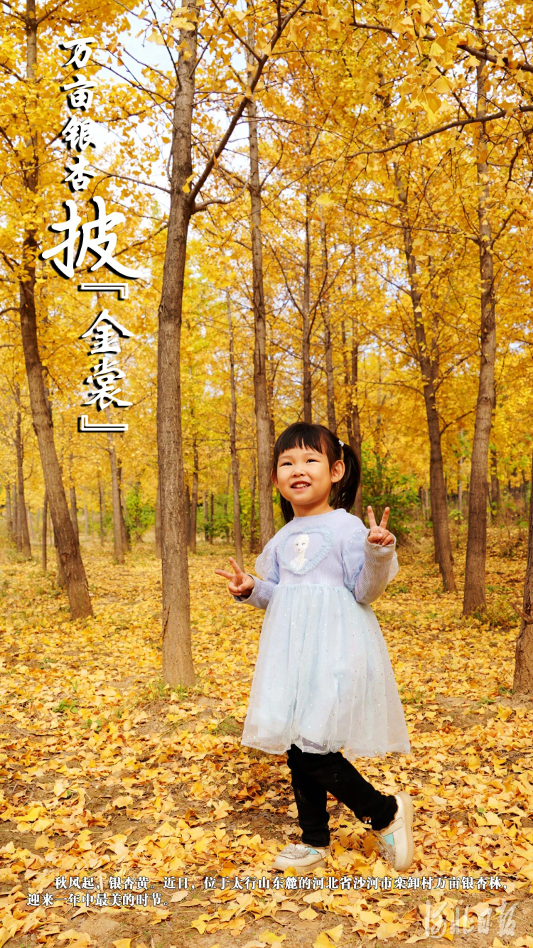 邢台沙河：万亩银杏披“金裳”