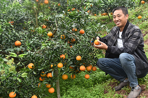 自贡市荣县村民范宗成返乡创业光荣入党还当劳模_fororder_丰收的果园