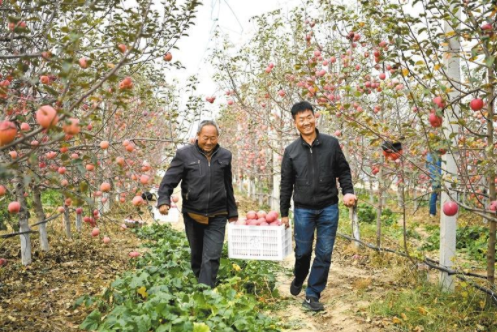 （转载）陕西：从苹果大省向苹果强省迈进_fororder_微信图片_20221031083611