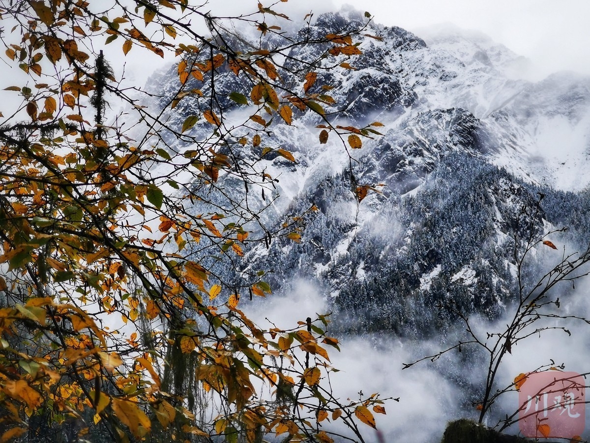 （转载）彩林与冰雪碰撞！雪后九寨沟黄龙美成“童话世界”