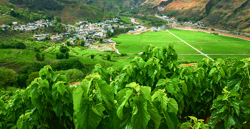 镜头下的大凉山丨凉山州成立70周年县市风采——宁南县_fororder_宁南是中国优质茧丝生产基地，图为长势良好的桑田