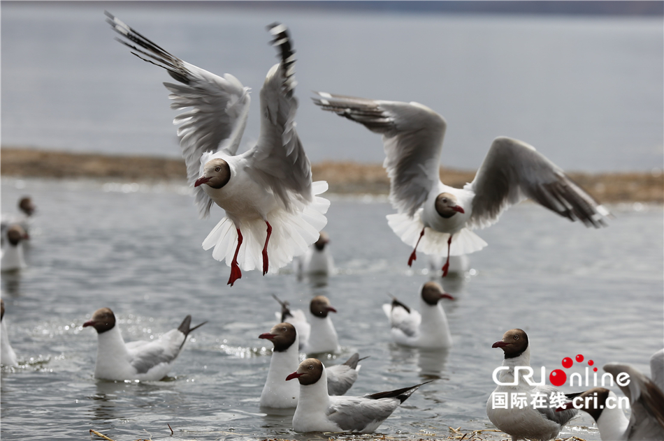 西藏“圣湖”让周边群众吃上“生态旅游饭”_fororder_IMGL4780.JPG