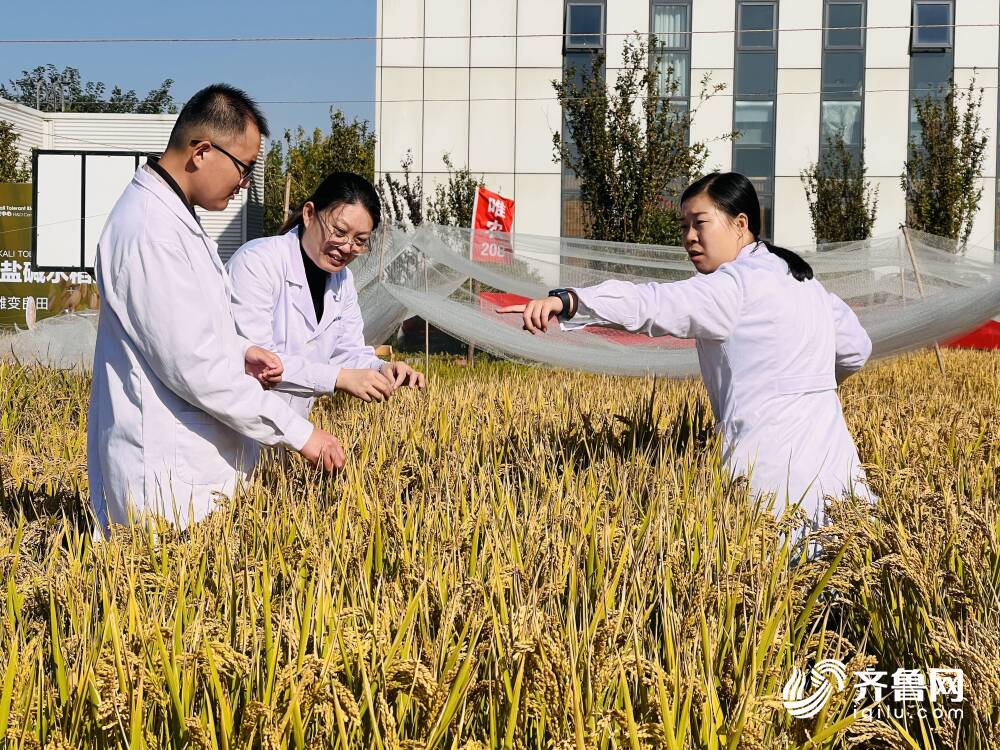 青岛向你“稻”喜！中国4‰盐度下耐盐常规稻再破纪录