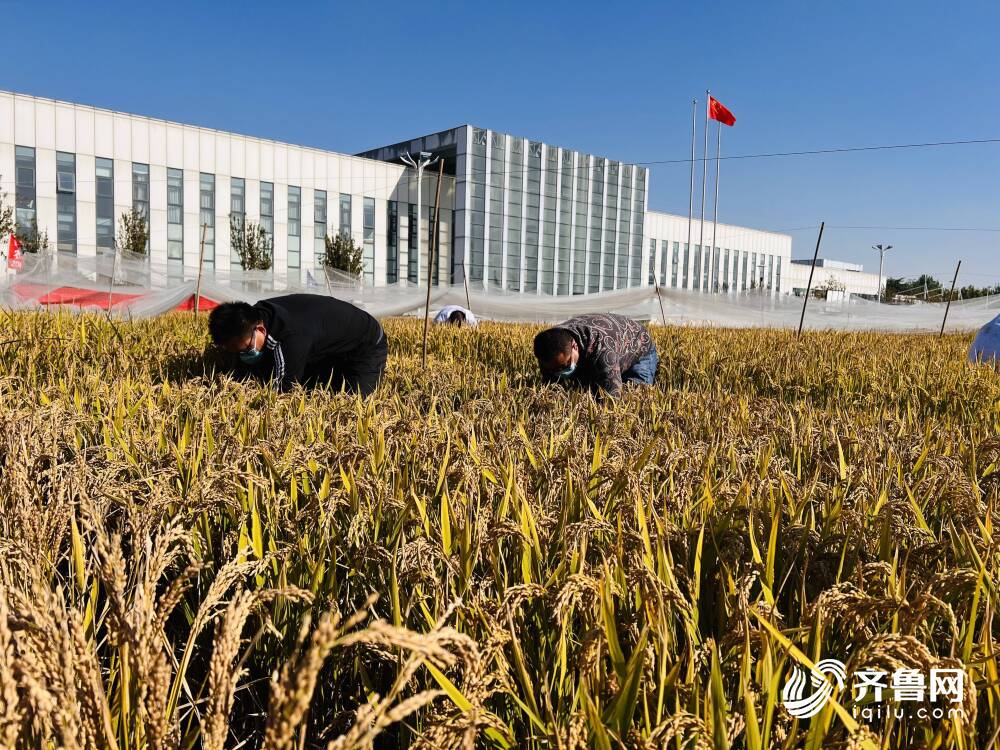 青岛向你“稻”喜！中国4‰盐度下耐盐常规稻再破纪录