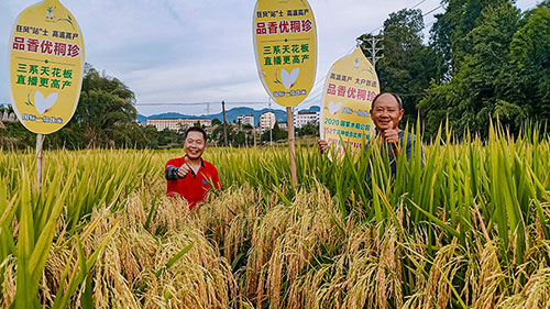 自贡市沿滩区全力打造川南水稻“微粮仓”_fororder_水稻丰收